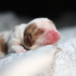Texas - Blenheim female Cavalier King Charles Spaniel puppy in Wesley Chapel, Florida from Ohana Cavaliers