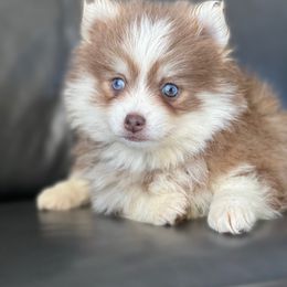 Kai - Red and white Pomsky puppy in Lewiston, Minnesota from Family Pomsky