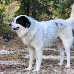 Colorado Mountain Dogs from Victory Family Farm