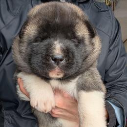 Girl 1 - Fawn, black overlay female Akita puppy in South Carolina from Sierra Mountain Akitas