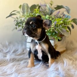 French Bulldog Puppies from Shining K Ranch