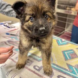 K2 - Sand girl - Sable female German Shepherd puppy in Oakley, California from Von Guadachi German Shepherds & Audacity Border Collies