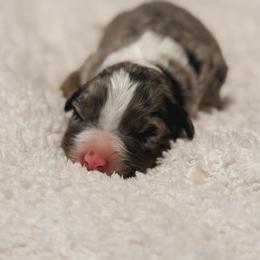 Zara - Blue merle female Australian Shepherd puppy in Polk City, Florida from Skaky Shepherds
