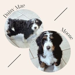 "Reserved" Bernedoodle Puppies from Sunridge Doodles