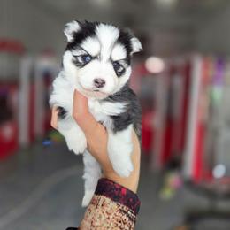 Holland - Black and white female Pomsky puppy in Mc Callsburg, Iowa from SZ Rolling Acres LLC