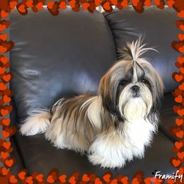 Shih Tzu All Grown Up from AKC Shih Tzu of California