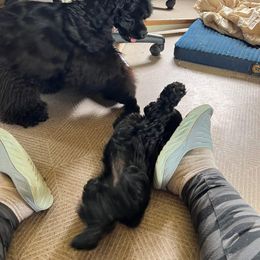 Cocker Spaniel Puppies from SuperNova’s American Cocker Spaniels