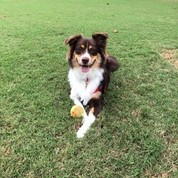 Australian Shepherds from Howell Aussies