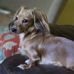 Kate - Dachshund