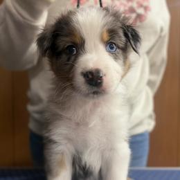 Yarrow - Blue merle male Australian Shepherd puppy in Falmouth, Kentucky from Queen City Farm