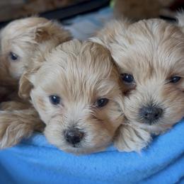 Maltipoo Puppies from Janina Sivers