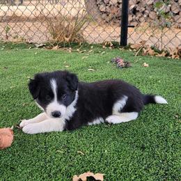 Night - Black and white male Border Collie puppy in Morgan, Texas from Shooting Star Ranch