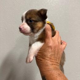 Charlotte - Blue female Pembroke Welsh Corgi puppy in Hico, Texas from Chisholm Trail Kennels