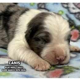 Canis - Blue merle male Australian Shepherd puppy in Bethany, Connecticut from Wynter Thyme Manor Australian shepherds