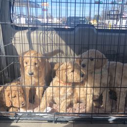 Goldendoodle Puppies from Penny Doodles