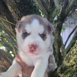 Vanila - Brown and white female Siberian Husky puppy in Springfield, Massachusetts from 16acreshuskies