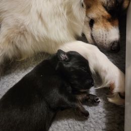 Australian Shepherd Puppies from Summit Australian Shepherds