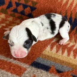 Blue Merle Female 3 - Blue merle and white female American Corgi puppy in Okeechobee, Florida from HotShot Kennels