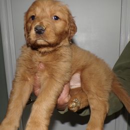 Golden Retriever Puppies from Brisas Goldens