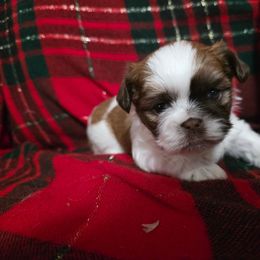 Romeo - Liver and white male Shih Tzu puppy in Ronda, North Carolina from Willow River