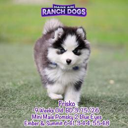 Frisko - Black and white male Pomsky puppy in Humeston, Iowa from M.A.R. Dogs