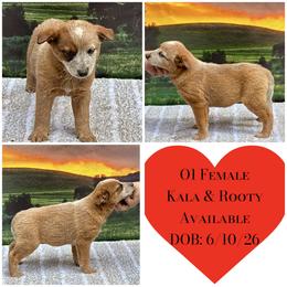 Female 01 - Red speckled female Australian Cattle Dog puppy in Sheridan, Oregon from 6pk Cattledogs