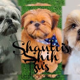 Shih Tzu Puppies from Shantii's Shih Tzu's