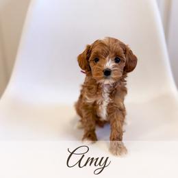 Amy - Red  female Goldendoodle puppy in Melba, Idaho from KZ Doodles