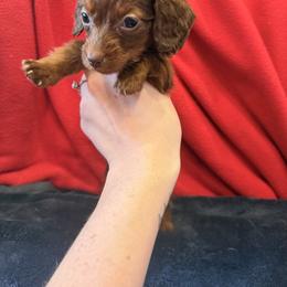 Olivia - Chocolate and tan female Dachshund puppy in Gaston, Indiana from Sunshine’s Dachshunds
