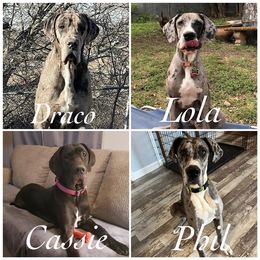 Great Dane All Grown Up from 5T Danes