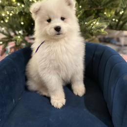 Labrador Retriever and Samoyed Puppies from Carefree Samoyeds & Deserthills Labradors