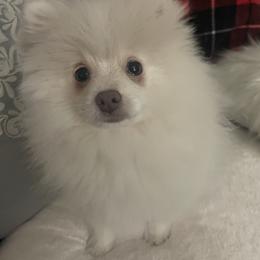 Solar - White female Pomeranian puppy in Stockton, California from CutiePoms