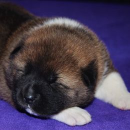 Akita Puppies from Gallant Akitas