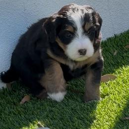 Bernedoodle Puppies from Sixlittles and Bernedoodles