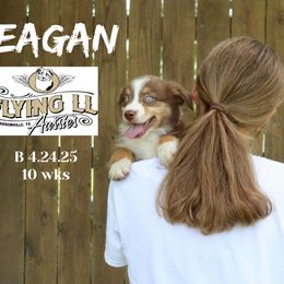 Keagan - Red tri male Miniature Australian Shepherd puppy in Madisonville, Texas from Flying LL Aussies