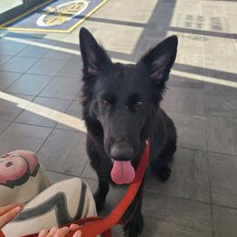 Mystic - German Shepherd