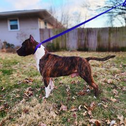 Monkey - American Staffordshire Terrier