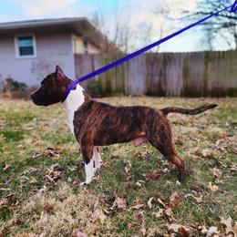 Monkey - American Staffordshire Terrier