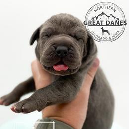 Scarecrow - Blue male Great Dane puppy in Sac City, Iowa from Northern Great Danes of Colorado & Iowa