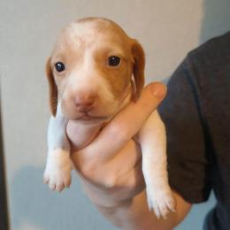 Scout - Piebald female Dachshund puppy in Marshall, Texas from Wilson's Kennels