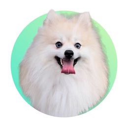 Junior - Pomeranian
