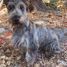 Oatly - Scottish Terrier