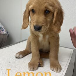 Golden Retriever Puppies from Charlottes Goldens