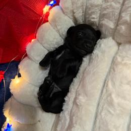Twix - Black male Dachshund puppy in Erie, Michigan from Champagne’s Grinch Toe’d Dachshunds