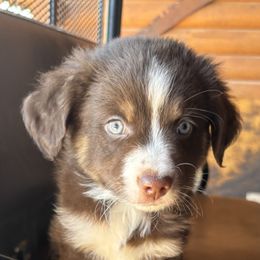 Miniature Australian Shepherd Puppies from Mini Aussies In Texas