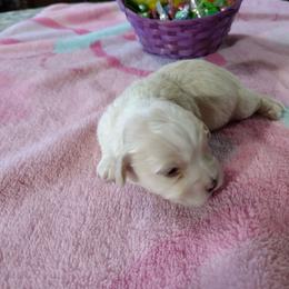 Aspen - Cream male Havanese puppy in Cleveland, Texas from 7th Heaven Havanese of Texas