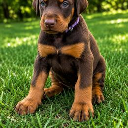 Boy 2 - Red and rust male Doberman Pinscher puppy in Columbia, Maryland from Storm Cloud Doberman
