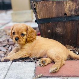 Ruby - Ruby female Cavalier King Charles Spaniel puppy in Clemmons, North Carolina from Crown Jewel Cavaliers