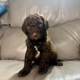 Macbeth - Brown and white male Aussiedoodle puppy in Lake City, Florida from Dream Hollow Farm