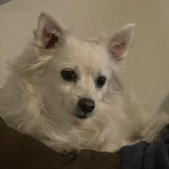 American Eskimo Dogs from Everything is Possible